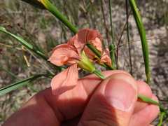 Moraea flaccida