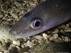 Conger conger