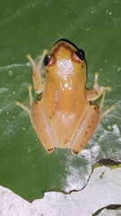 Hyperolius pusillus