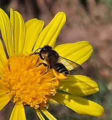 Megachile centuncularis