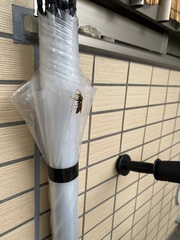 Polistes jokahamae