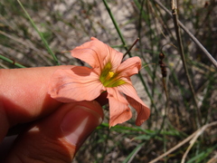 Moraea flaccida