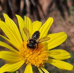 Megachile centuncularis