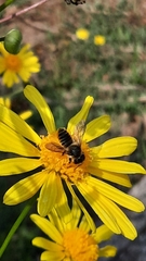 Megachile centuncularis