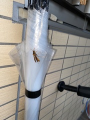 Polistes jokahamae