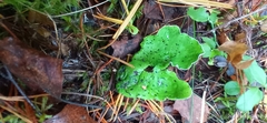Peltigera aphthosa