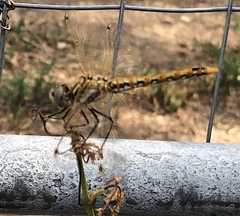 Sympetrum corruptum