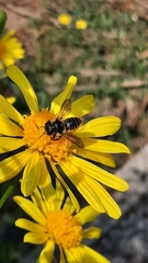 Megachile centuncularis