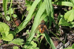 Tachina fera