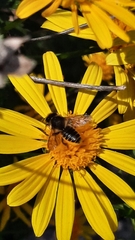 Megachile centuncularis