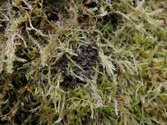 Scytinium polycarpum