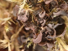 Scytinium polycarpum