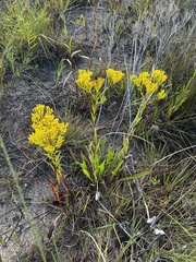 Solidago ohioensis