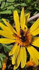 Megachile centuncularis