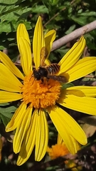 Megachile centuncularis