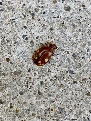 Lebidia octoguttata