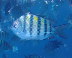 Abudefduf saxatilis