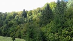 Nucifraga caryocatactes