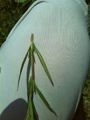 Epilobium palustre