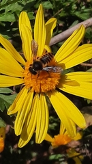 Megachile centuncularis