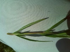 Epilobium palustre