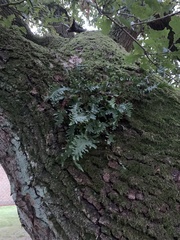 Polypodium vulgare