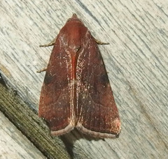 Galgula partita