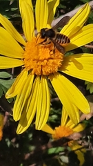 Megachile centuncularis