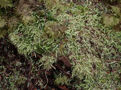 Plagiothecium undulatum