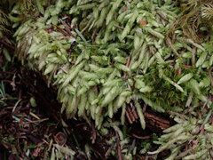 Plagiothecium undulatum