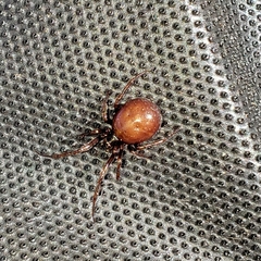 Steatoda borealis