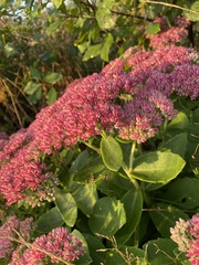 Hylotelephium maximum × spectabile