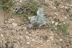 Convolvulus persicus