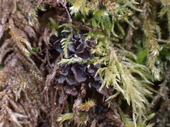 Scytinium polycarpum