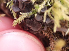 Scytinium polycarpum