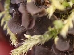 Scytinium polycarpum