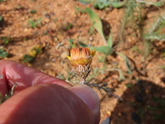 Leysera gnaphalodes