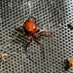 Steatoda borealis