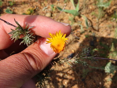 Leysera gnaphalodes