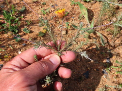 Leysera gnaphalodes