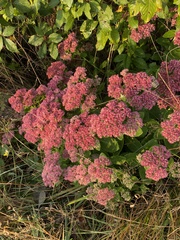 Hylotelephium maximum × spectabile