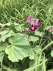 Proboscidea parviflora