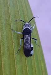 Traumatomutilla indica