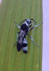 Traumatomutilla indica