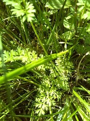 Selinum carvifolia