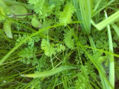 Selinum carvifolia