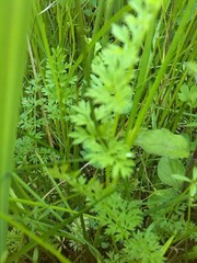 Selinum carvifolia
