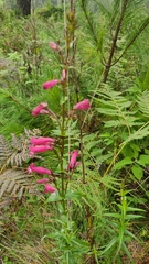 Penstemon roseus