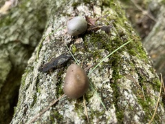 Lycogala flavofuscum