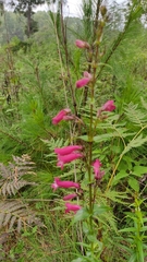 Penstemon roseus